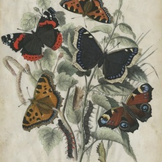 Butterfly Haven I