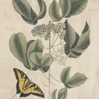 Embellished Catesby Butterfly and Botanical II