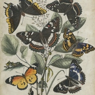 Butterfly Haven II