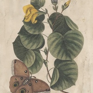 Embellished Catesby Butterfly and Botanical I