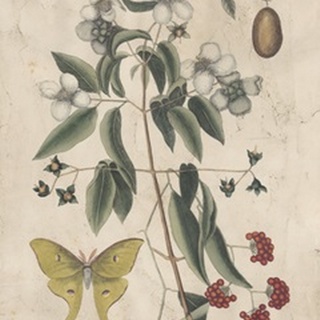 Embellished Catesby Butterfly and Botanical III