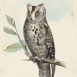 Meyer Scops-Eared Owl