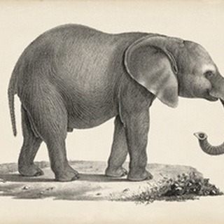 Brodtmann Young Elephant
