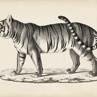 Brodtmann Male Tiger