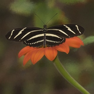 Butterfly Portrait VII