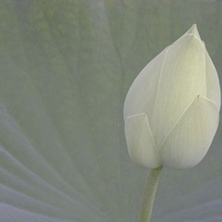 Lotus Detail VI