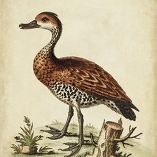 Antique Bird Menagerie VIII
