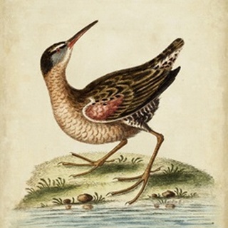Antique Bird Menagerie IV