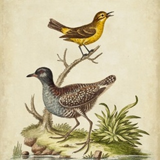 Antique Bird Menagerie II