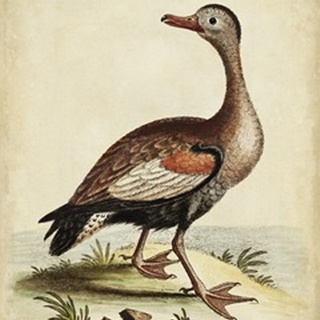 Antique Bird Menagerie VI