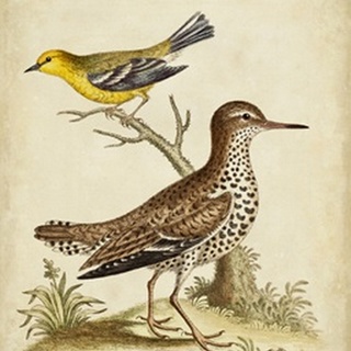 Antique Bird Menagerie I