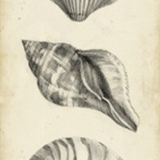 Antique Shell Study Panel I