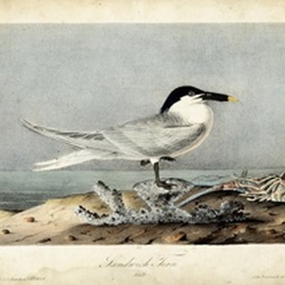 Audubon Sandwich Tern