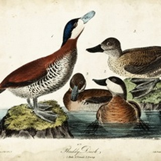 Audubon Ducks II
