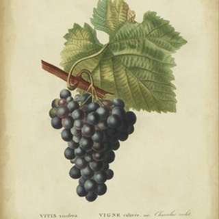Antique Bessa Grapes I