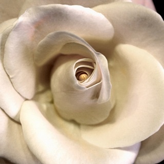 Blushing Rose I