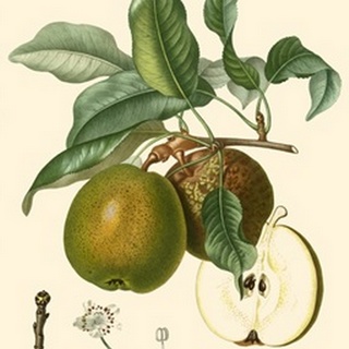 Bessa Pears