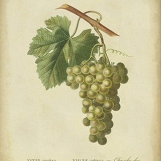 Antique Bessa Grapes II