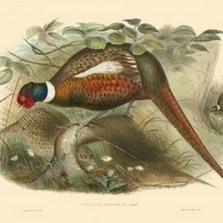 Gould Pheasants II