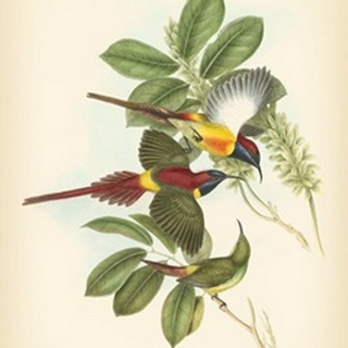 Gould Birds of the Tropics III