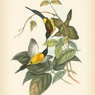 Gould Birds of the Tropics IV