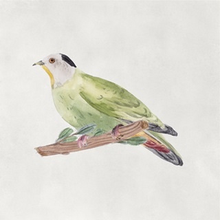 Bird Sketch III