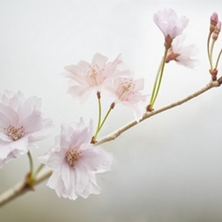 Cherry Blossom Study II