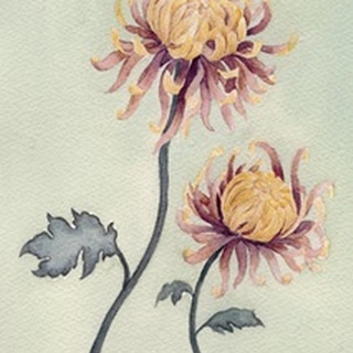 Chrysanthemum Beauty II