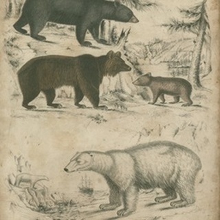 Species of Bear