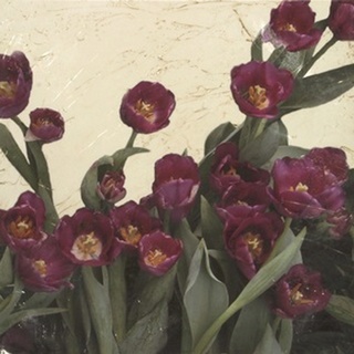 Spring Tulips II