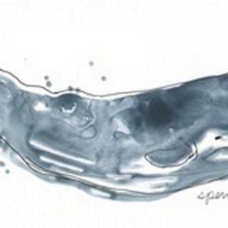 Cetacea Sperm Whale