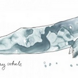 Cetacea Gray Whale