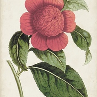 Carnelian Blooms II