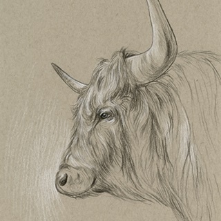 Bison Sketch II