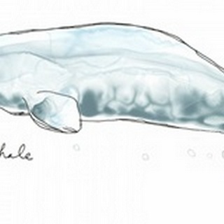 Cetacea Beluga Whale