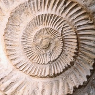 Ammonite II