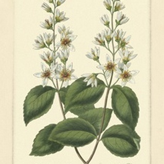White Curtis Botanical II