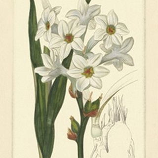 White Curtis Botanical I