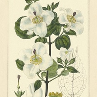White Curtis Botanical III