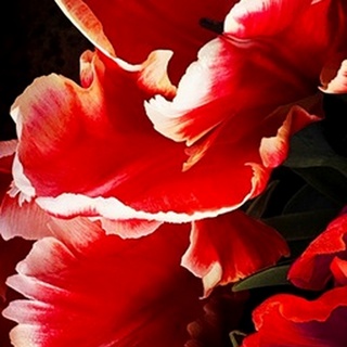 White Tipped Red Tulip I