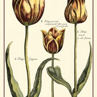 Small DePasse Tulipa II