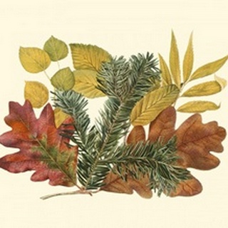 Small White Oak, Balsam Fir & Yellow Birch