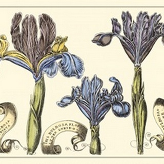 Small Iris in Bloom II