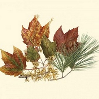 Small Red Maple, Tamarack & White Pine