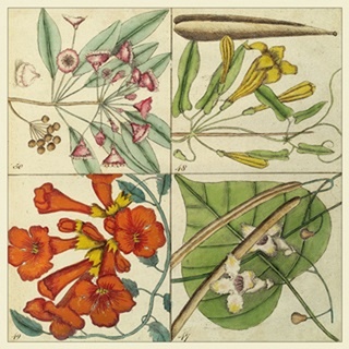 Catesby Botanical Quadrant III