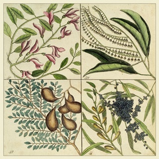Catesby Botanical Quadrant IV