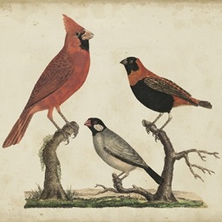 Cardinal and Grosbeak