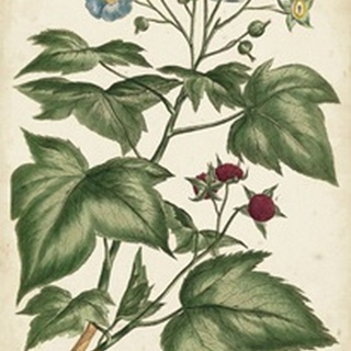 Chambray Botanical I