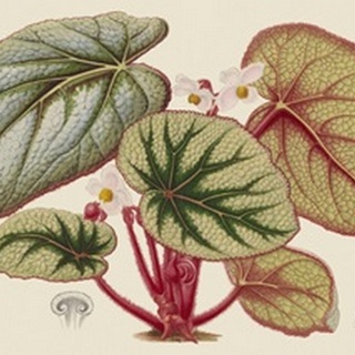 Begonia Varieties IV