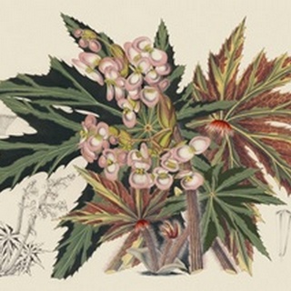 Begonia Varieties I